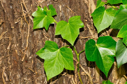 Gemeiner Efeu an einem Baum im Wald