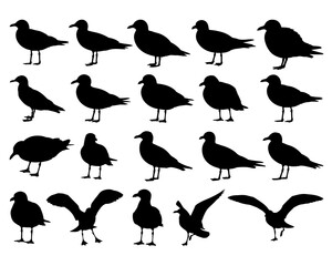 SEA GULL BIRD SILHOUETTE ON WHITE BACKGROUND