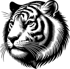 Fototapeta premium white tiger head