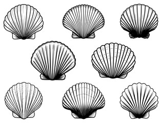 SEASHELL SILHOUETTE ON WHITE BACKGROUND