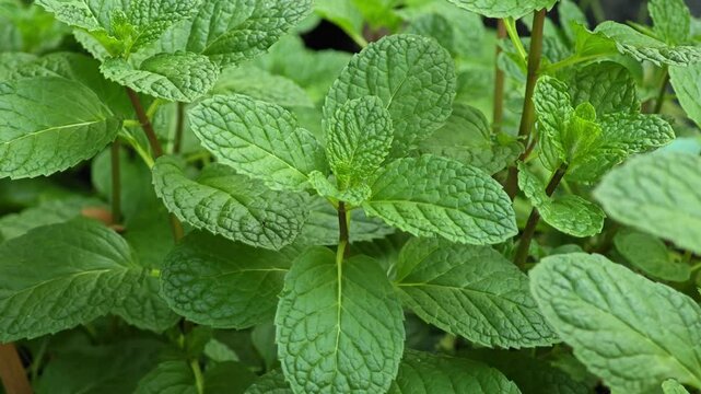 Green peppermint leaves in garden