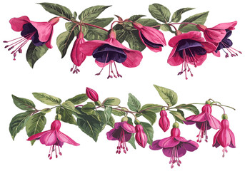 Nostalgic sketchy engraving of 2085 Fuchsia, vibrant pink flowers, and dark green foliage, blending nature and art in a timeless design.