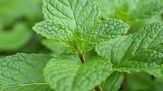 pattern of green mint leaves