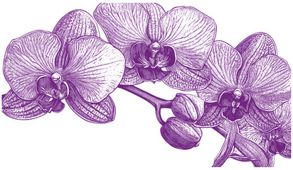 Orchid flowers in deep purple and white, featuring intricate details in a 2090s vintage engraving style, creating a sophisticated and elegant look that blends classic beauty with modern flair.