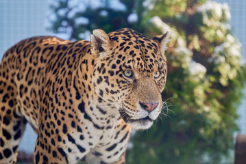Portrait of a jaguar, Panthera Onca © Ovidiu