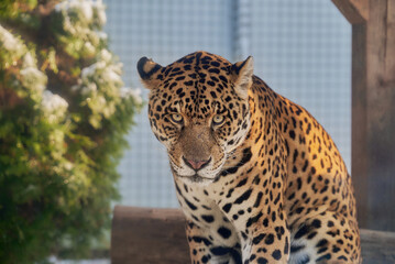 Portrait of a jaguar, Panthera Onca © Ovidiu