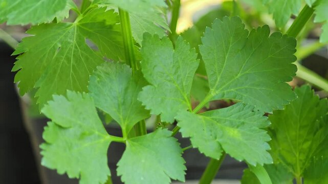 Fresh celery in  my garden