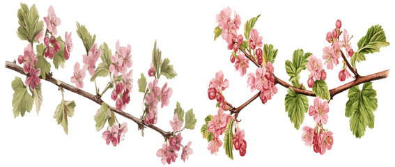 Vintage botanical illustration of a flowering currant with pink blooms, perfect for winter elegance, showcasing delicate winter elegance in botanical style.