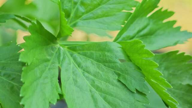 Green celery leaves in the garden