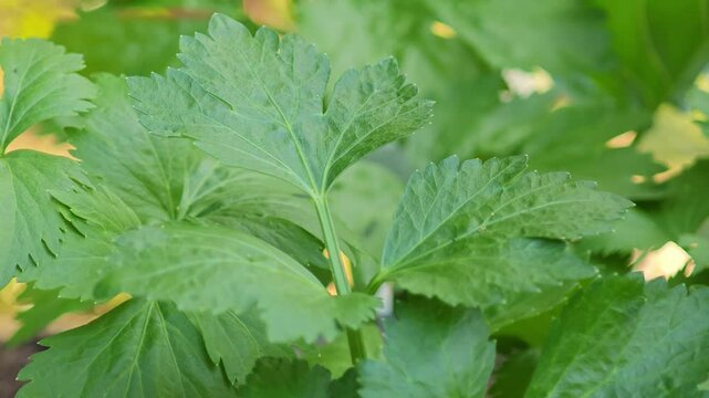 Fresh celery leaves in the garden