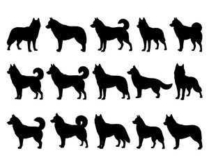 SIBERIAN HUSKY SILHOUETTE ON WHITE BACKGROUND