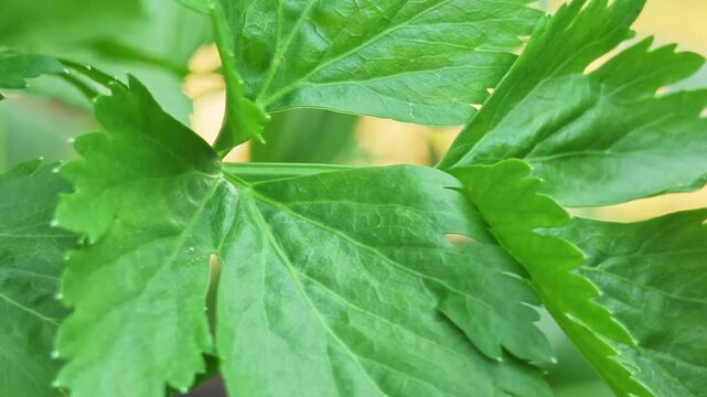 Green celery leaves in the garden