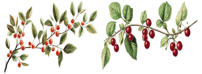 Vintage-inspired holiday decoration featuring an intricate antique botanical drawing of a red berry branch with delicate green leaves, ideal for adding a classic touch to your seasonal décor.