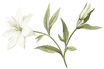 Antique botanical drawing of a delicate white starflower with vintage winter elegance, showcasing its intricate petals