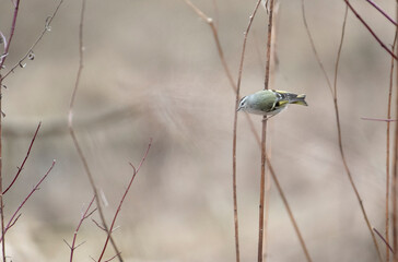Golden Crowned Kinglet