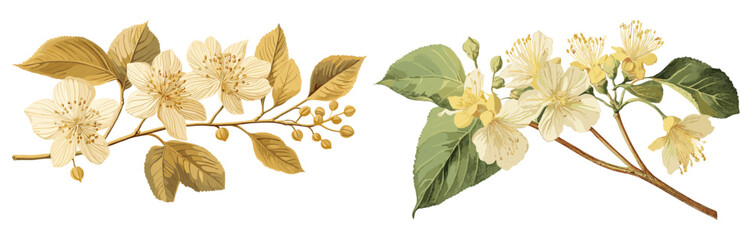 Antique botanical illustration of a linden flower, with soft yellow hues and winter elegance, blending vintage beauty with a touch of nature’s charm.