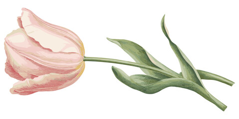 Vintage botanical illustration of a pale pink tulip flower, ideal for elegant holiday designs, antique holiday designs with pale pink tulip botanical illustration