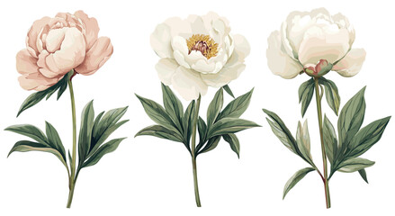 Antique botanical illustration of a peony flower © aura studio