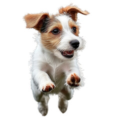 transparent background, PNG, A playful Jack Russell Terrier puppy, ears flopping mid-run, joyful expression