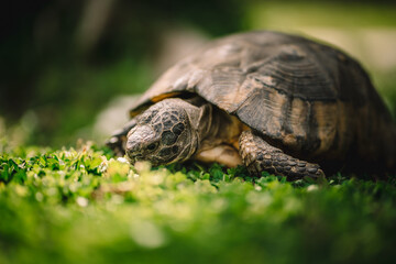 A macro close-up of a tortoise resting in green grass, showcasing its textured shell and detailed face. A peaceful wildlife image highlighting the slow movement and calm nature of this reptile