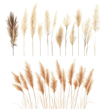 Vintage Boho Illustration of Antique Pampas Grass, Boho Art with Pampas Grass Illustration, Antique Aesthetic Design, Vintage Botanical Decor, Rustic Elegance, Botanical Grass Illustration,