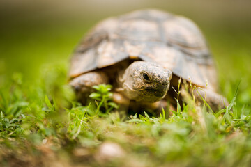 A macro close-up of a tortoise grazing on fresh green grass, highlighting the texture of its shell, legs, and face. A peaceful wildlife shot capturing its slow movement and natural behavior