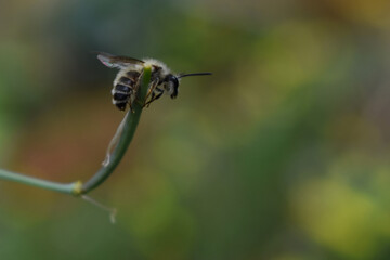 hairy bee