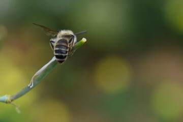 hanging bee