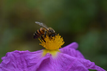 bee on a purple flower