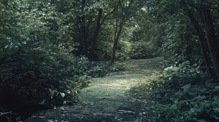 Fototapeta premium A serene forest path with the sun filtering through. A tranquil and inviting natural setting.