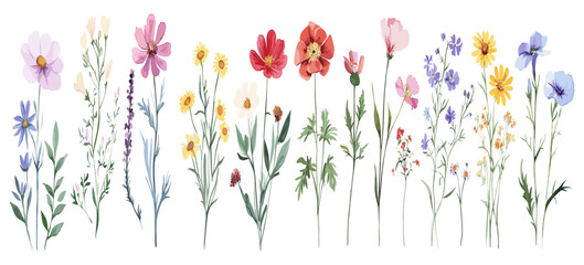 Beautiful watercolor floral set with hand-drawn summer wild field flowers, featuring clip art illustrations, ideal for stock images and design projects.
