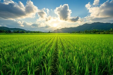 Obraz premium Sun shining over beautiful green rice paddies in idyllic countryside scenery