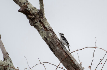 Downy Woodpecker