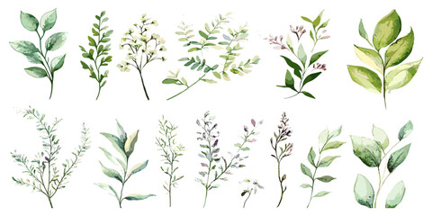 Intricate Watercolor Flower Illustration, Big Set of Elements with Manual Composition for Creative Artworks