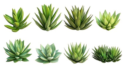 Fototapeta premium Showcasing diverse succulent plants in natural indoor environment