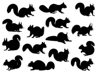 SQUIRREL SILHOUETTE ON WHITE BACKGROUND