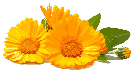 Pure white backdrop featuring calendula flowers with bright yellow blooms and green leaves, isolated to highlight their freshness and beauty.