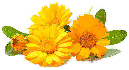 Stunning calendula flowers with intricate green leaves, isolated on a smooth white surface, presenting a delicate yet striking visual appeal.