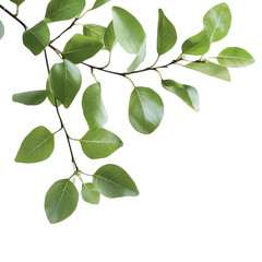 Fototapeta premium Realistic Botanical Green Leaf Branch with Natural Details