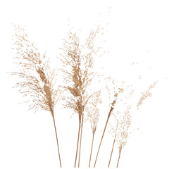 Nature-Inspired Dried Pampas Grass in Old-Fashioned Botanical Print, Vintage Decor Ideas to Enhance Your Home with Natural Beauty and Rustic Charm