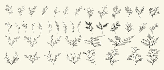 Rustic floral branch and botanical greenery, elegant leaves for wedding invitations, hand-drawn minimalist flowers for save-the-date card designs.