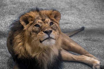 Lion in the zoo close-up.