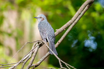 枝にとまるヒヨドリ
