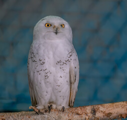 A polar owl on a tree branch.