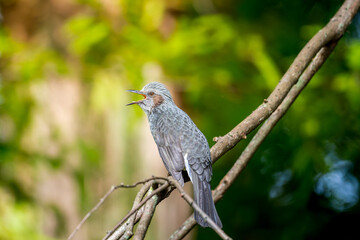 枝にとまるヒヨドリ