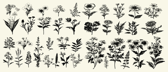 Set of vintage garden flowers in black and white, detailed botanical vector illustration with fine lines and shading