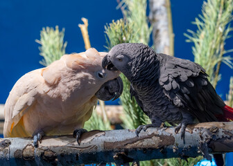 African grey parrots together.
