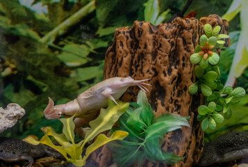dwarf aquarium frog hymenochirus in the aquarium