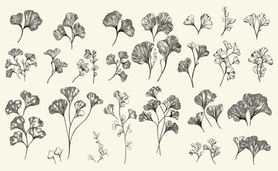 Hand-drawn Ginkgo biloba logo with floral branch set, elegant wedding herb, botanical leaves for save the date card, invitation design.