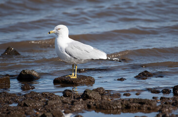 Ring Billed Gull